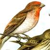 Common Rosefinch